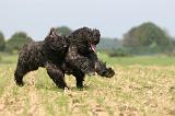 BOUVIER DES FLANDRES 382